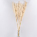 GloboStar® PAMPASGRASS 36510 Αποξηραμένο Φυτό Γρασίδι της Πάμπας - Μπουκέτο Διακοσμητικών Κλαδιών Μπεζ - Εκρού Υ150cm